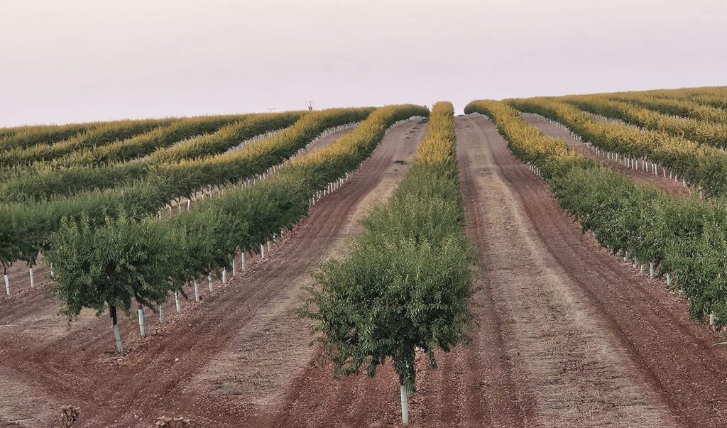 Amandes biologiques et biodynamiques : le cœur de Fruit of Life 2 WhatsApp Image 2025 08 08 à 13.04.33
